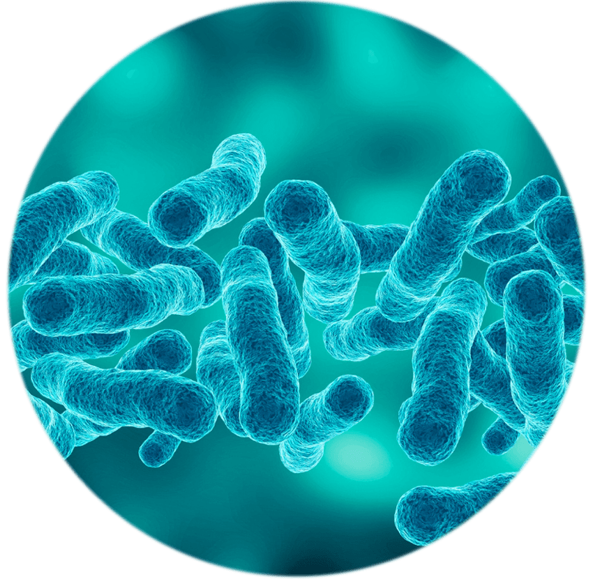 Legionella bacteria